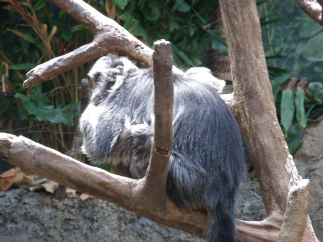 Javan Langur