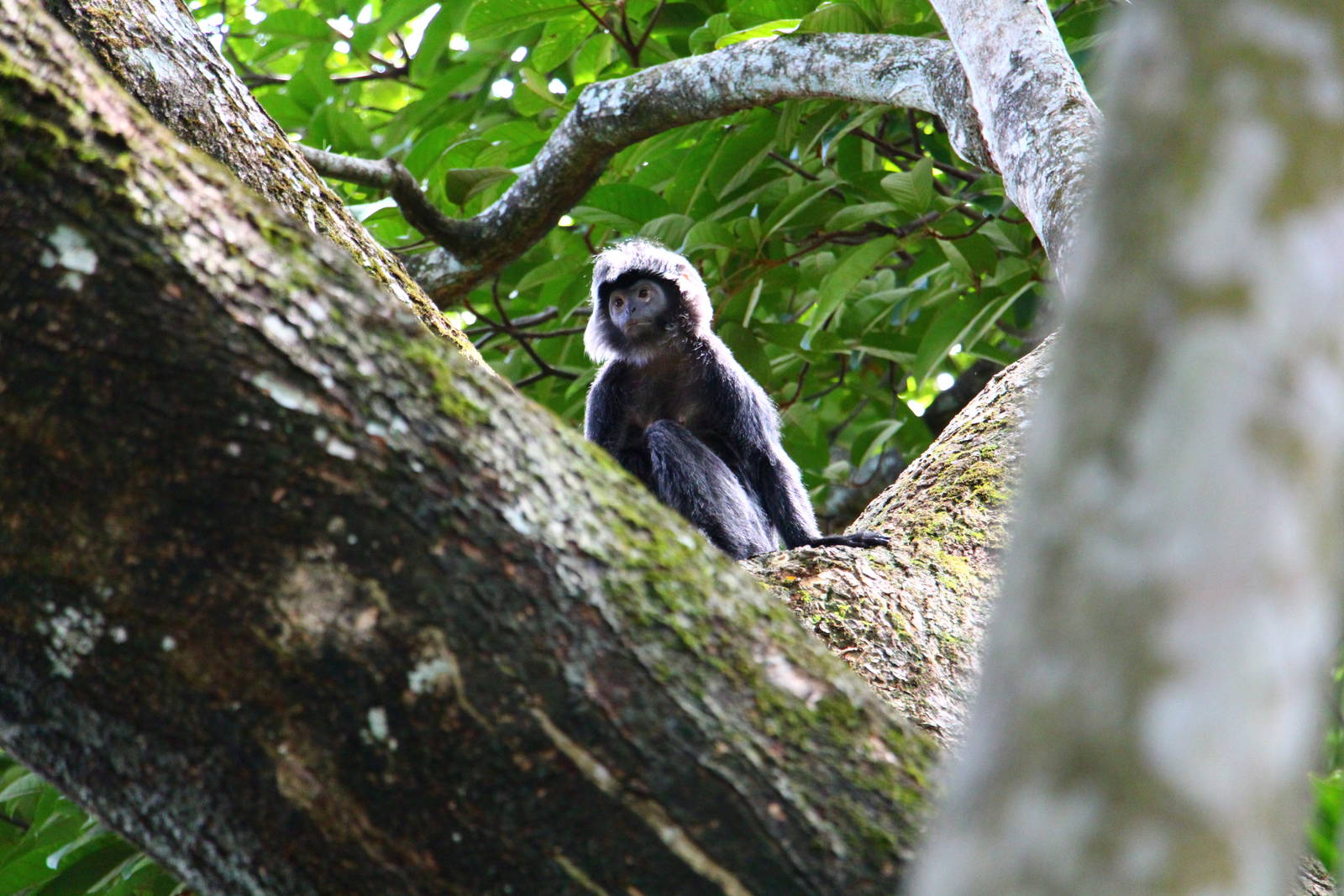 Javan Langur