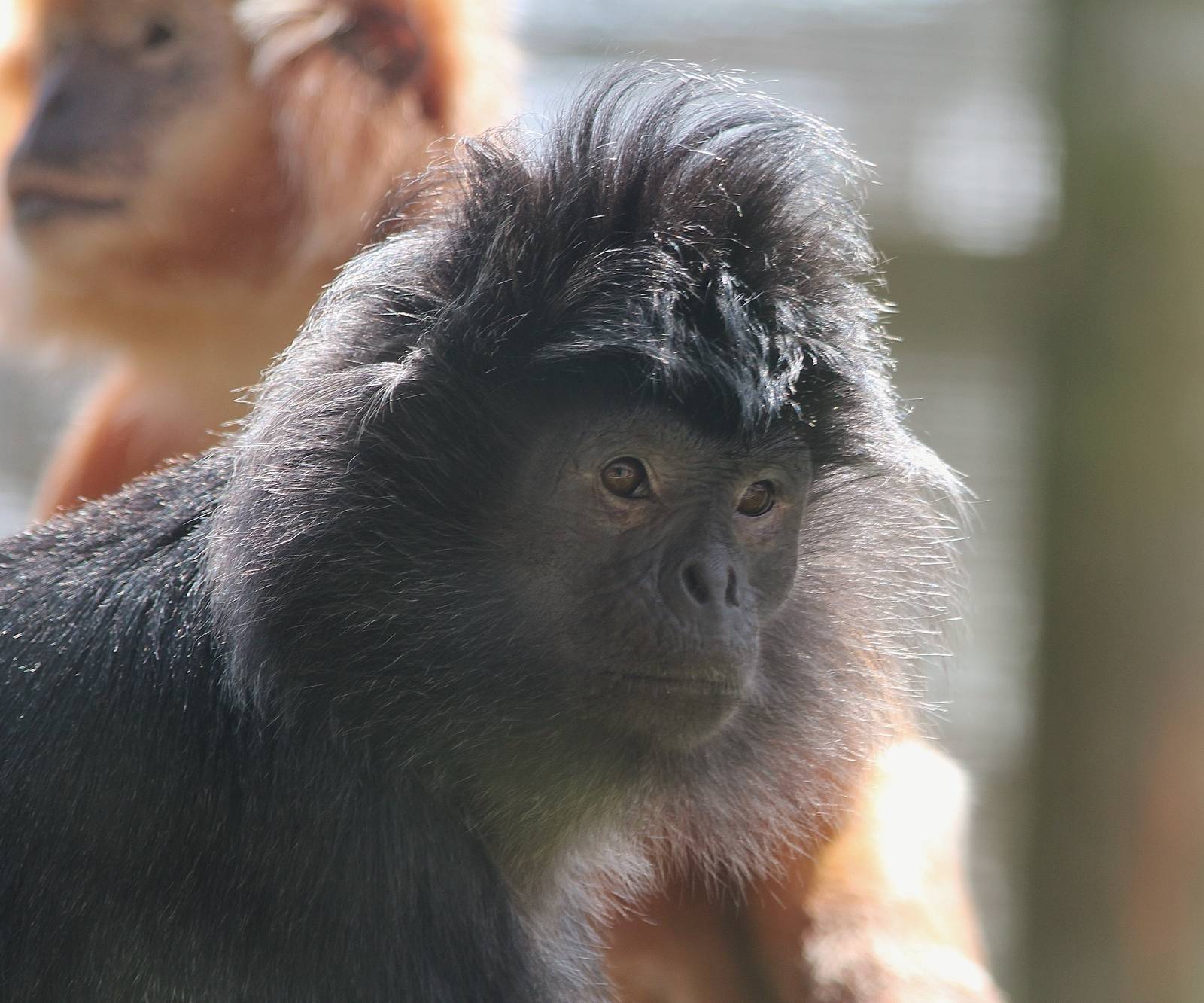 Javan Langur