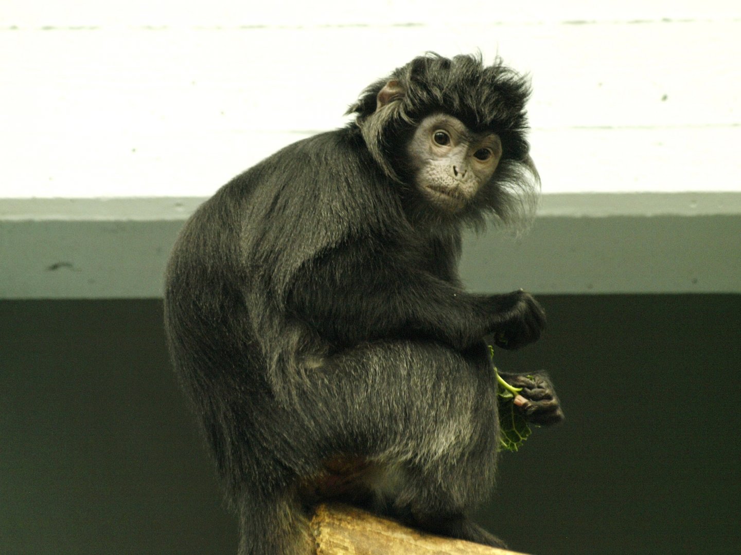 Javan langur