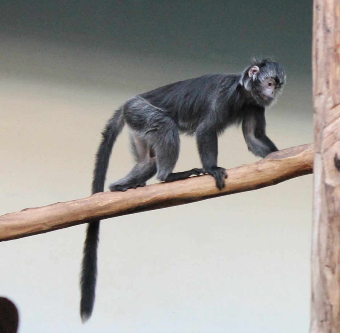 Javan langur