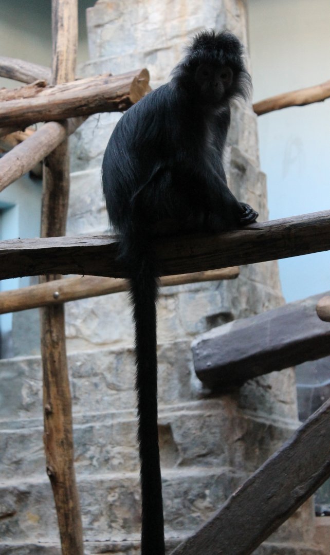 Javan langur