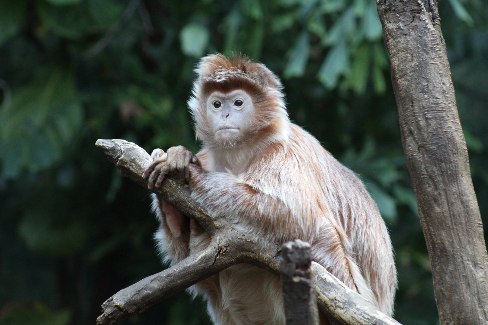 Javan Langur