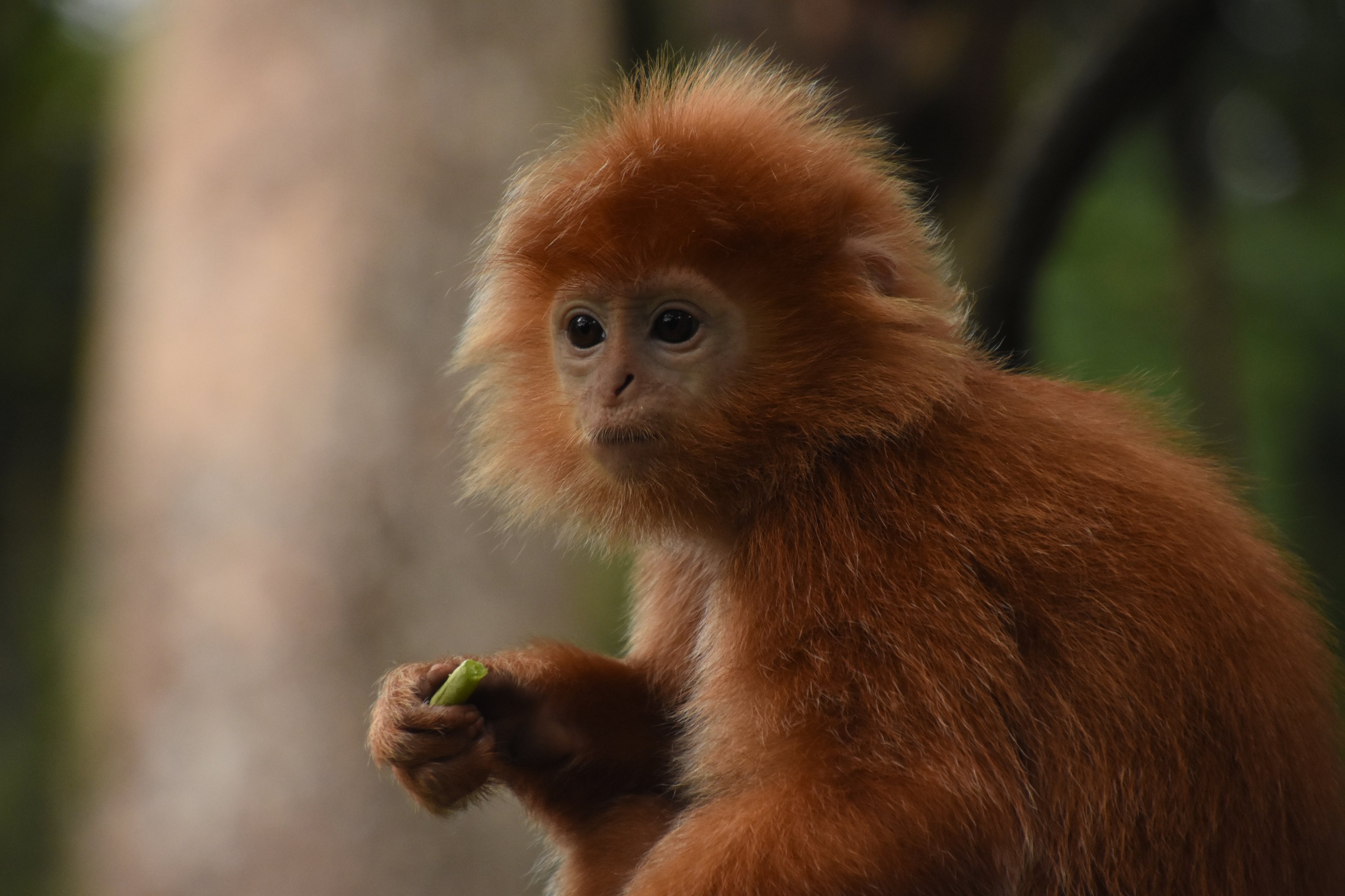 Javan langur