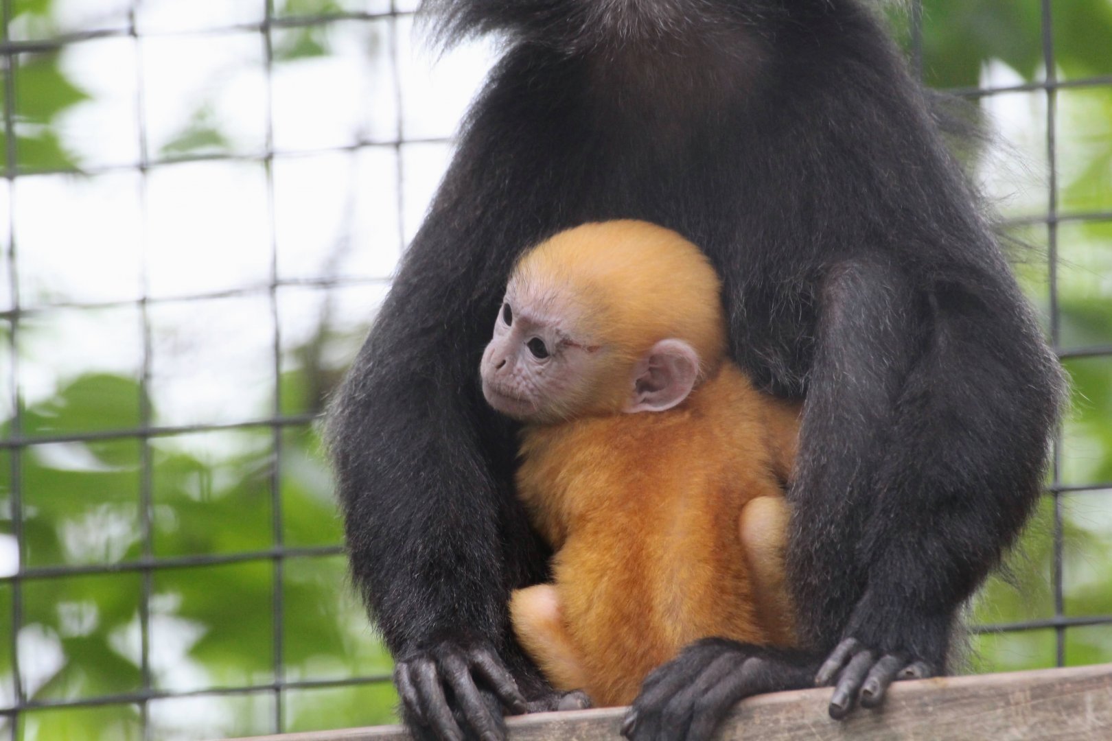 Javan Langur