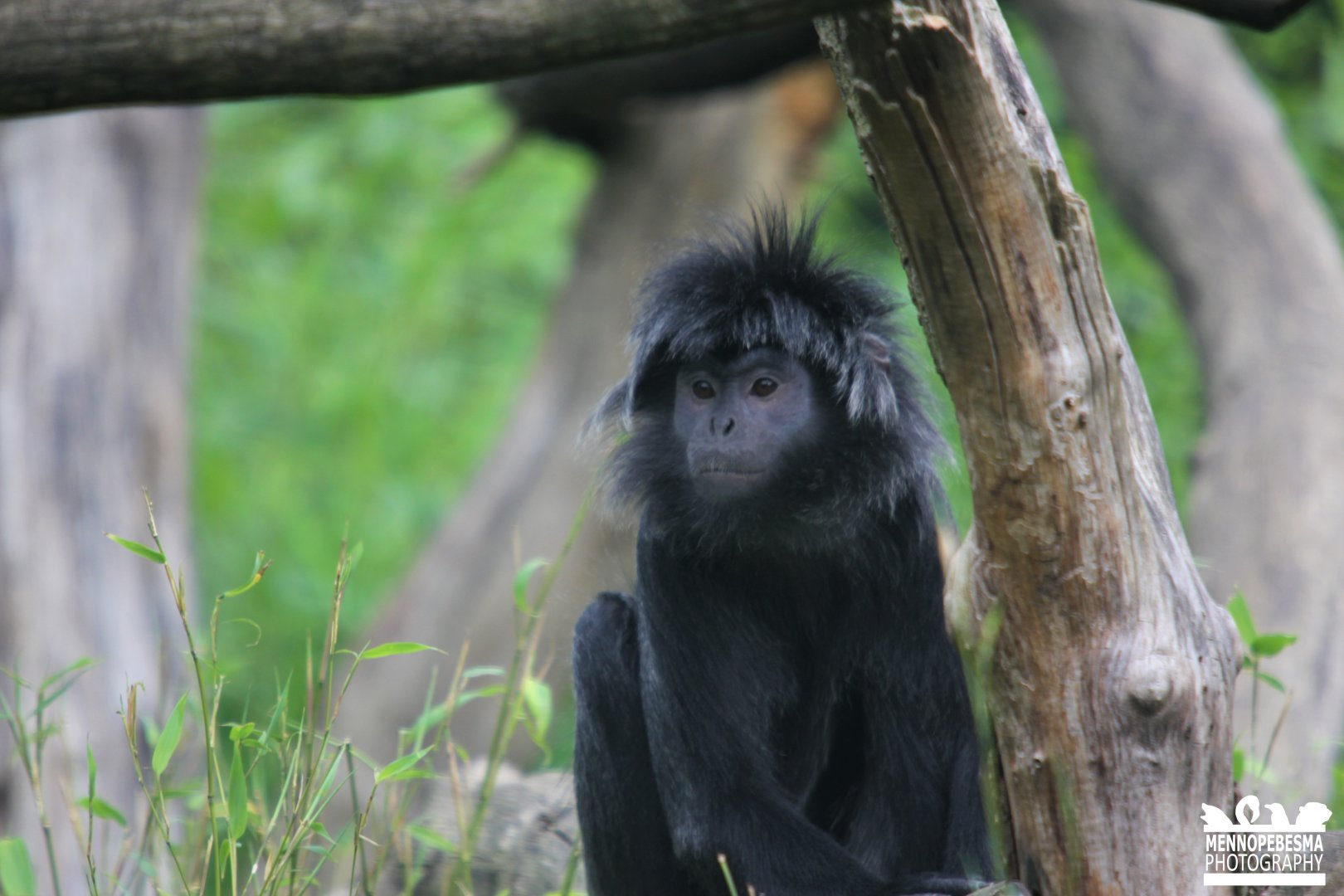 Javan langur