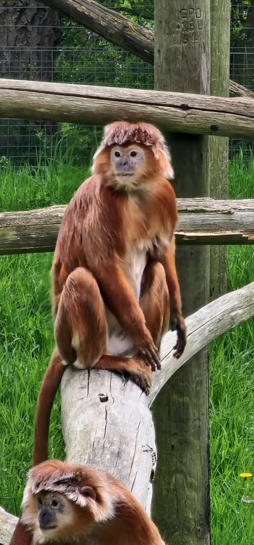 Javan langur