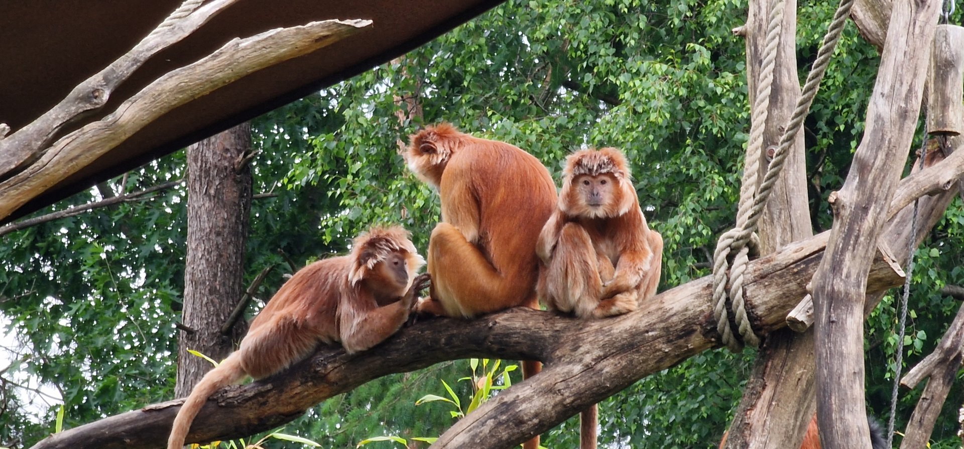 Javan langur