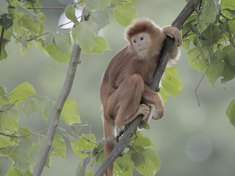Javan Langur