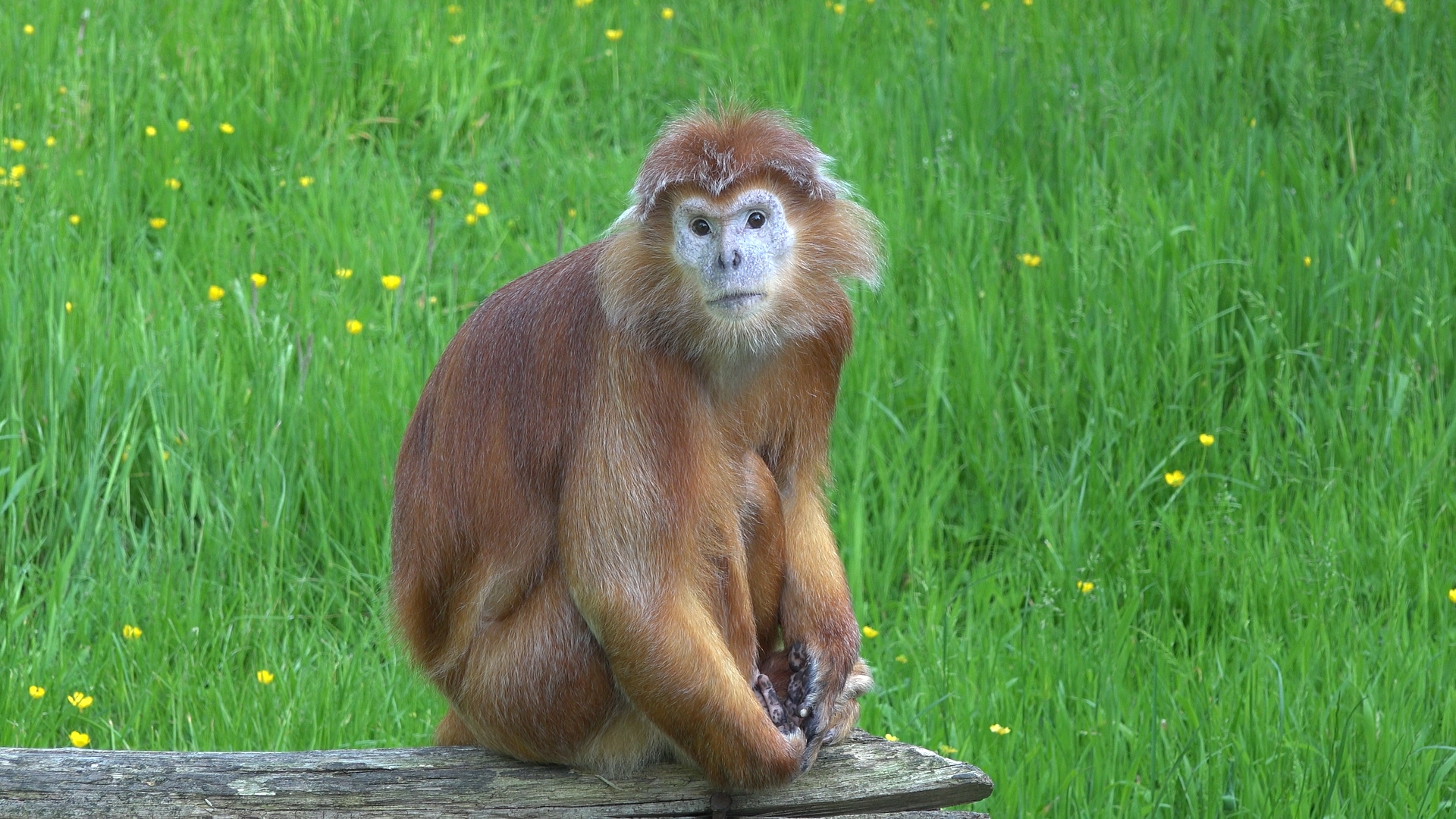 Javan langur