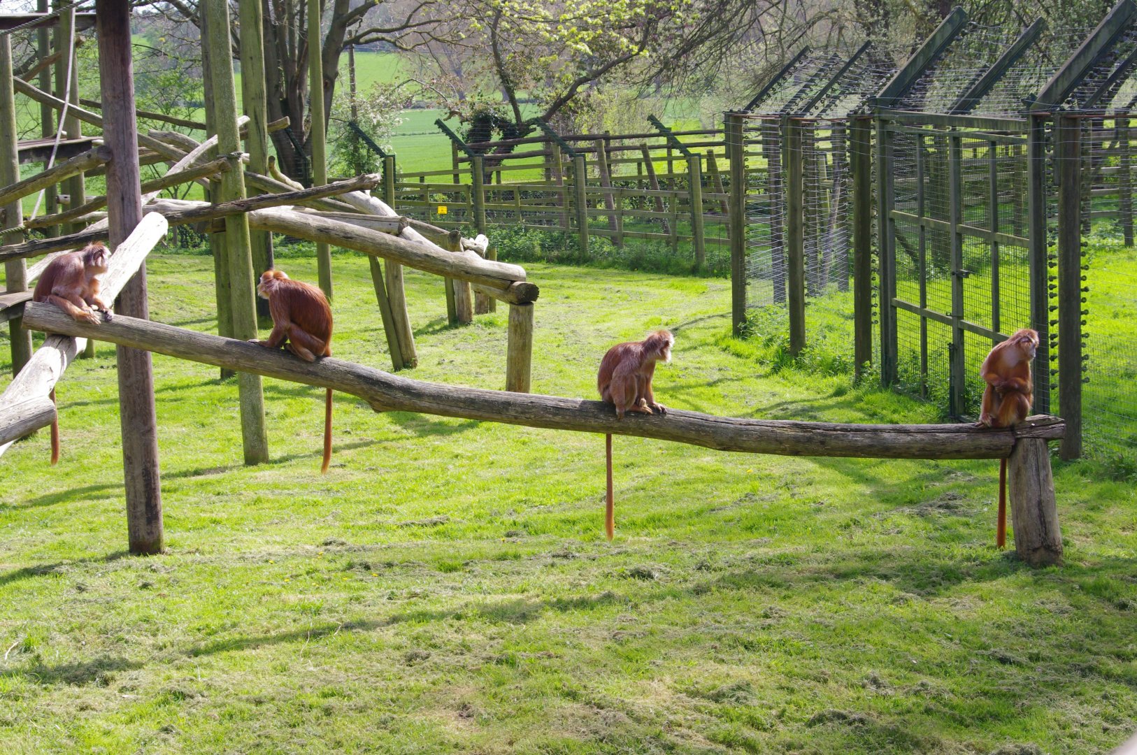 Javan Langurs- 12/4/2024