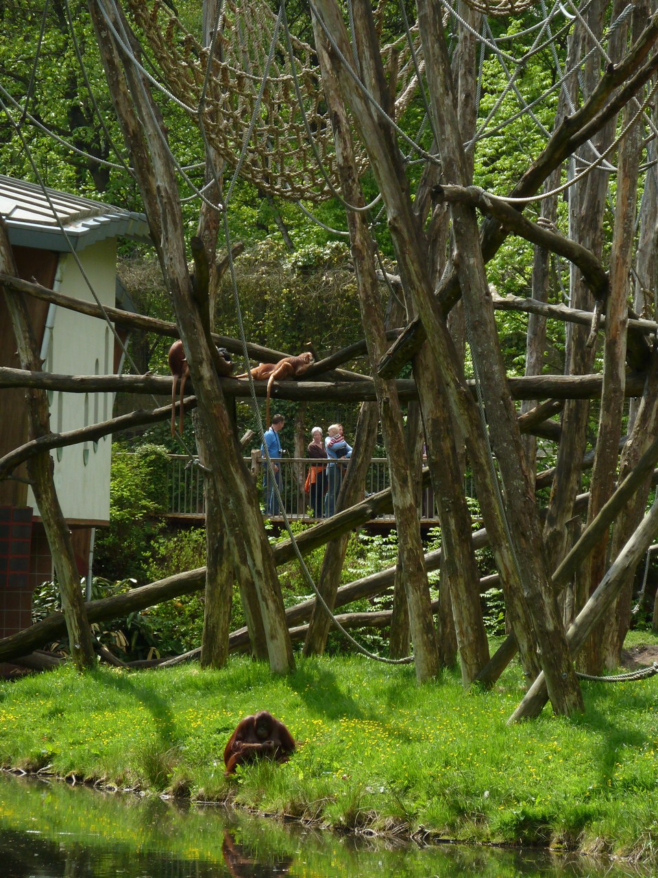 Javan langurs and orangutan