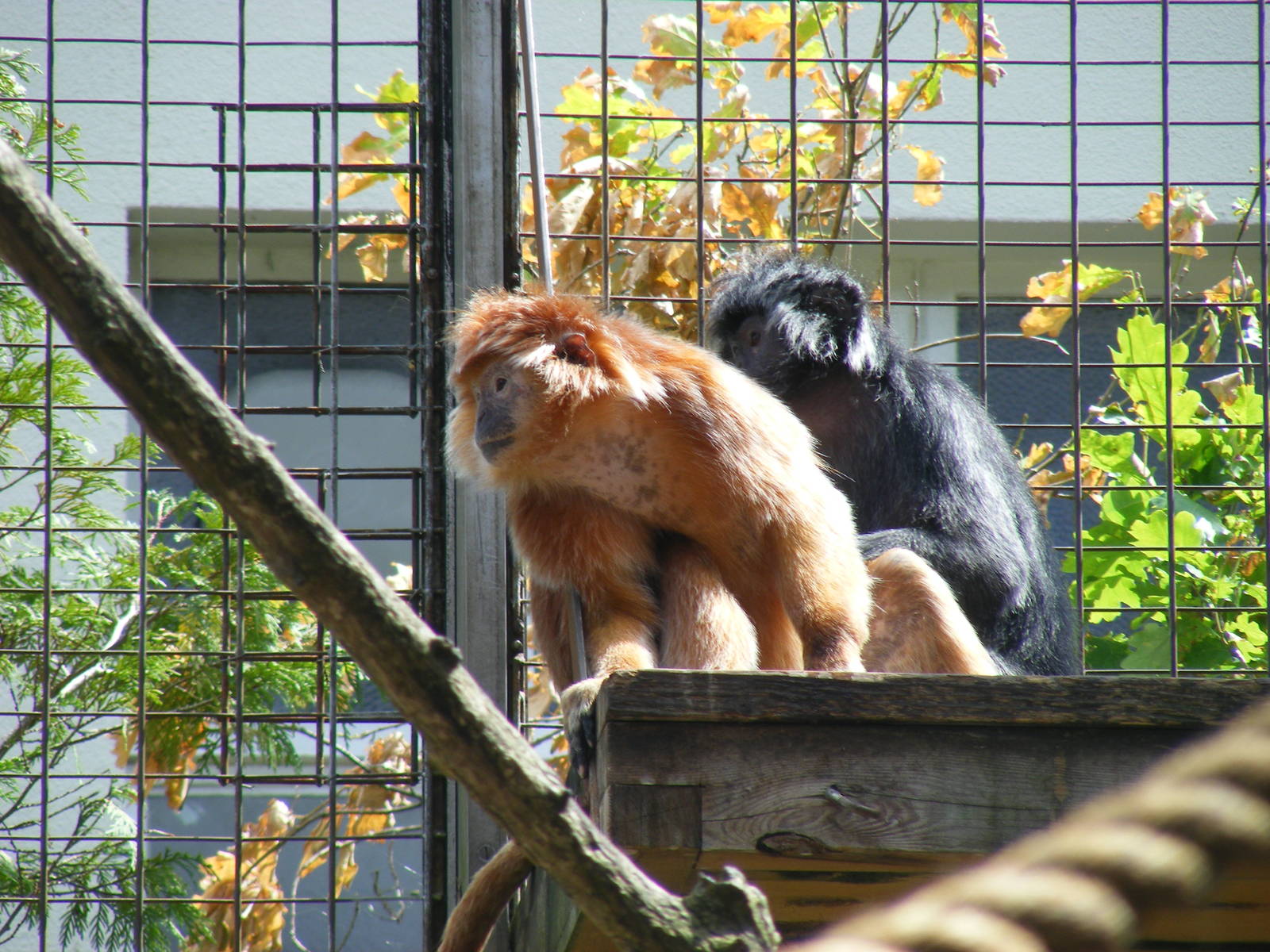 Javan langurs at Bristol Zoo, 1 August 2010