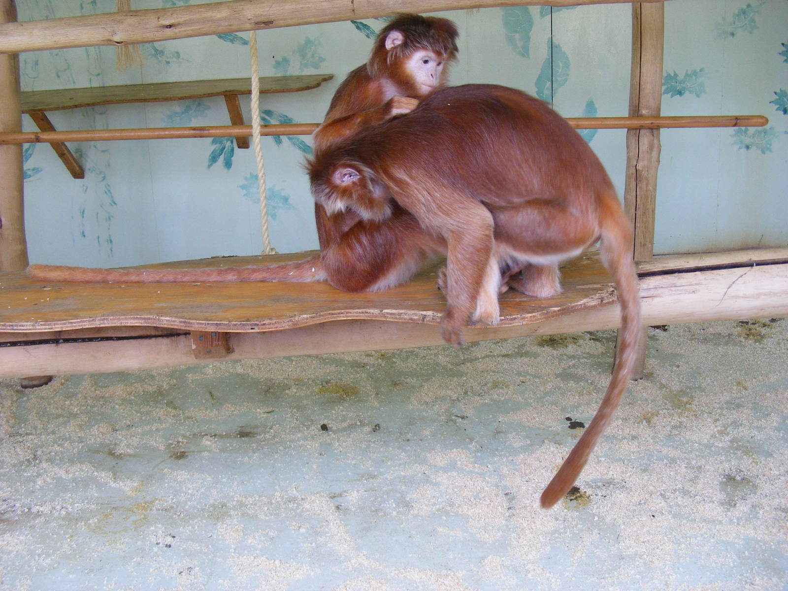Javan langurs at Howletts Wild Animal Park, 3 April 2010