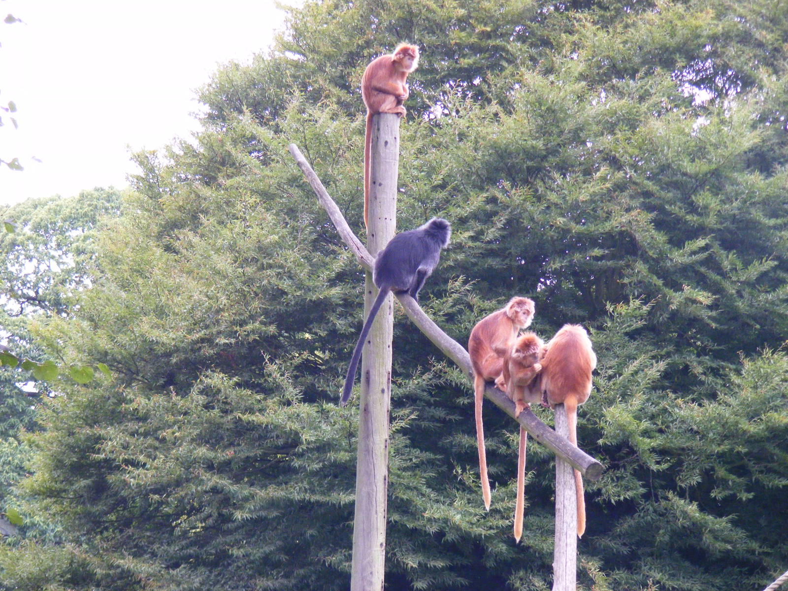 Javan langurs at Howletts Wild Animal Park, 4 September 2011