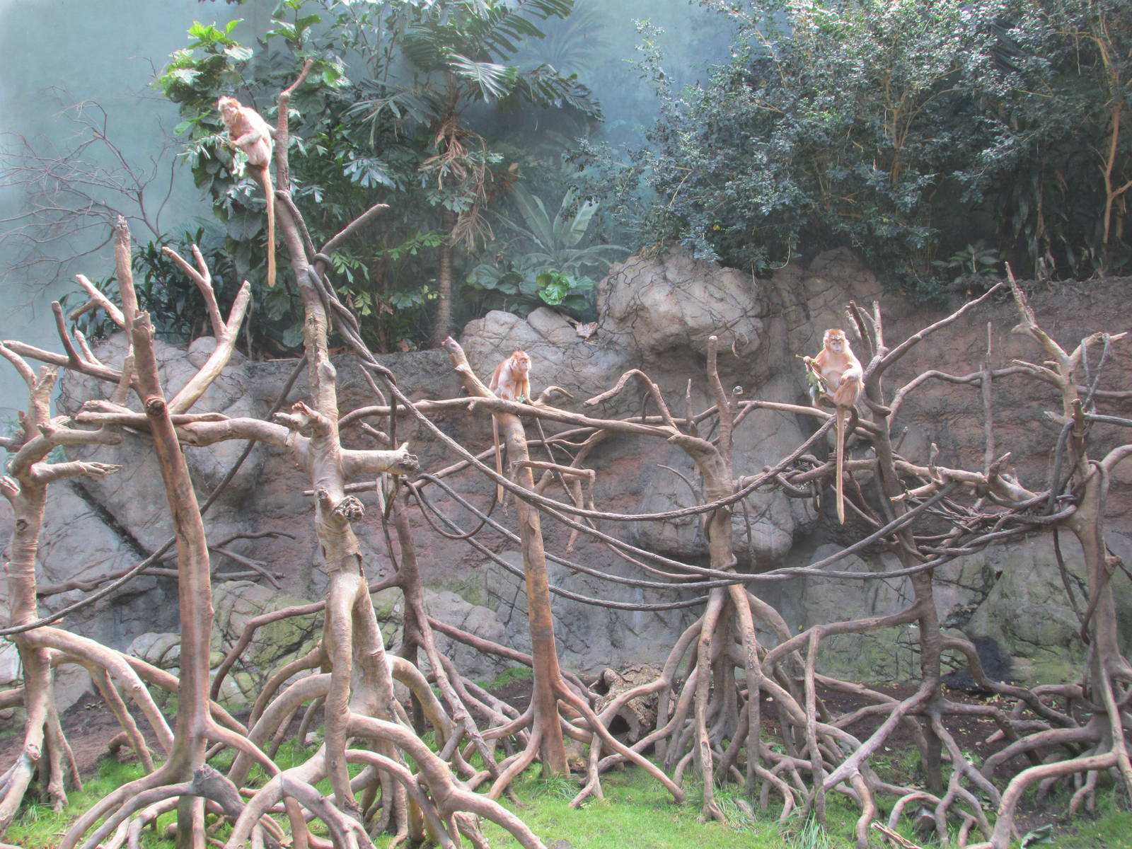 javan langurs bronx zoo