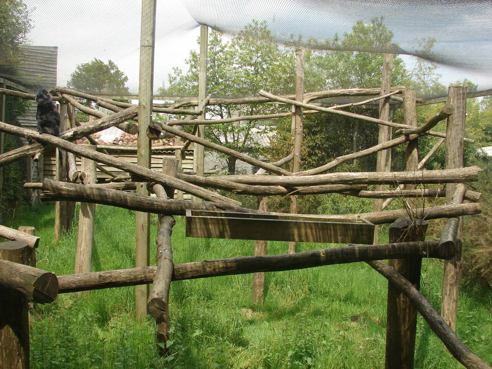Javan langurs exhibit