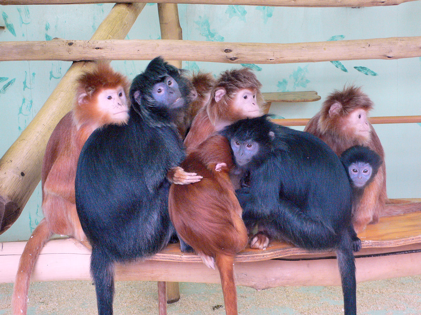 Javan Langurs, Howletts, 14 March 09