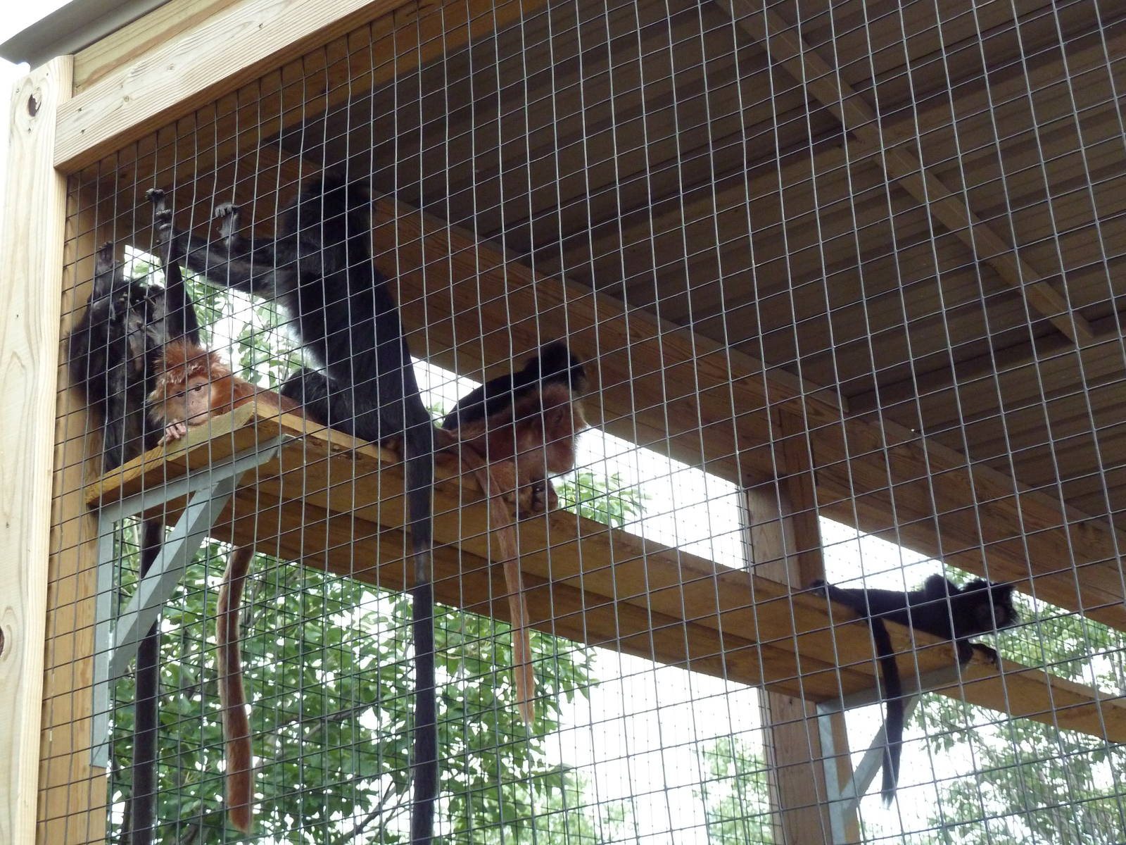 Javan Langurs (the only ones in America?)