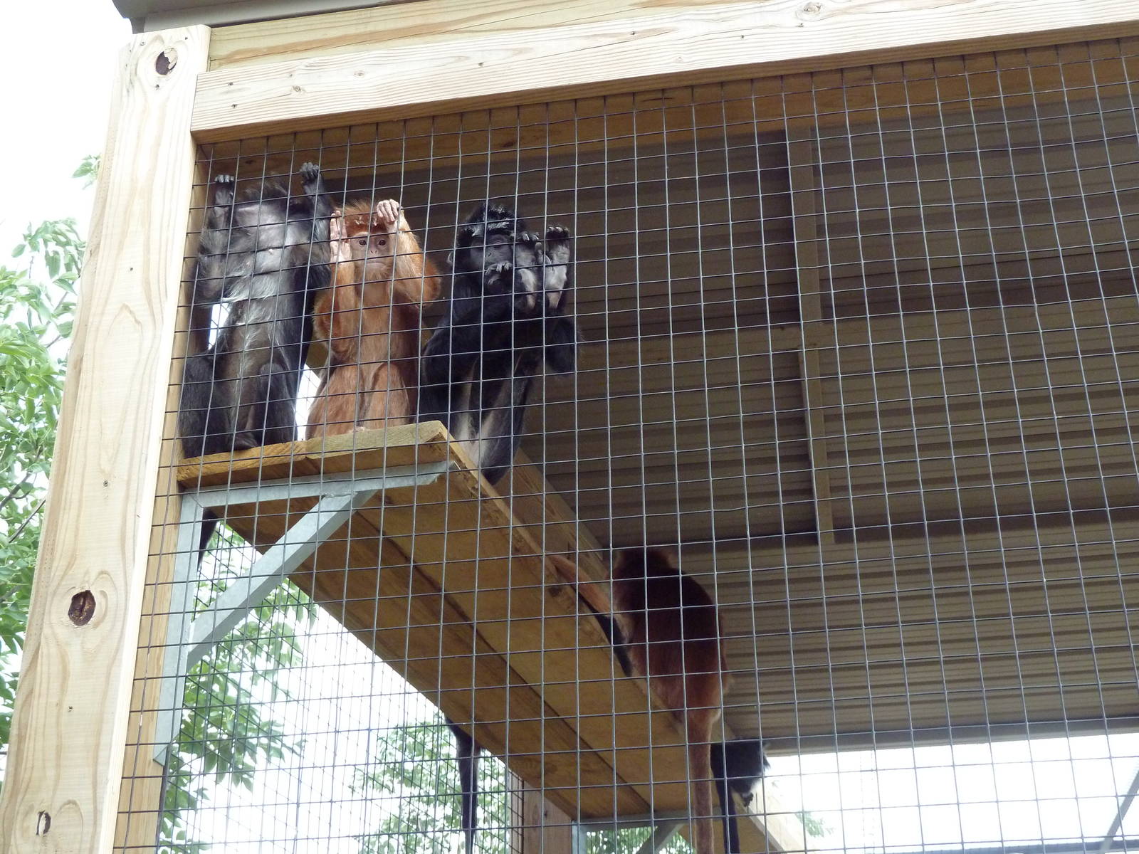 Javan Langurs (the only ones in America?)