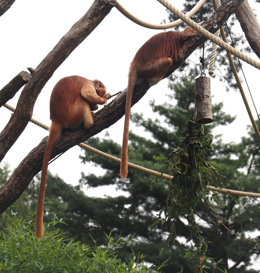 Javan langurs (Trachypithecus auratus), 2024-08-18