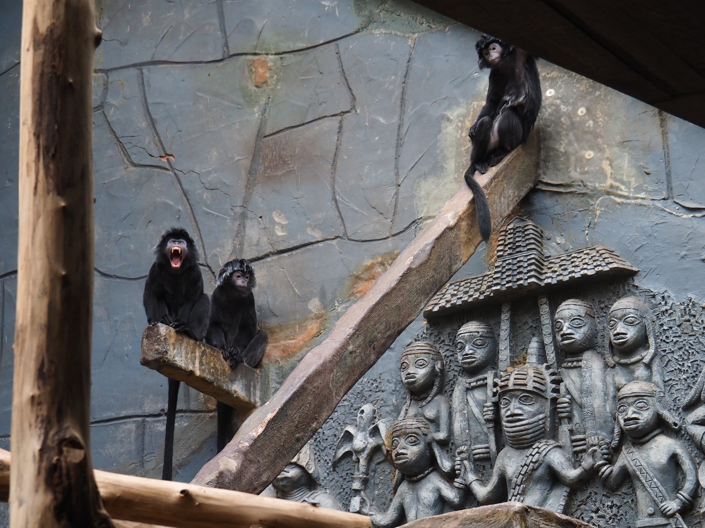 Javan langurs (Trachypithecus auratus)