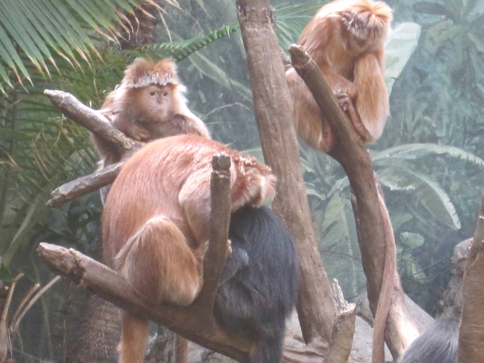 Javan Langurs