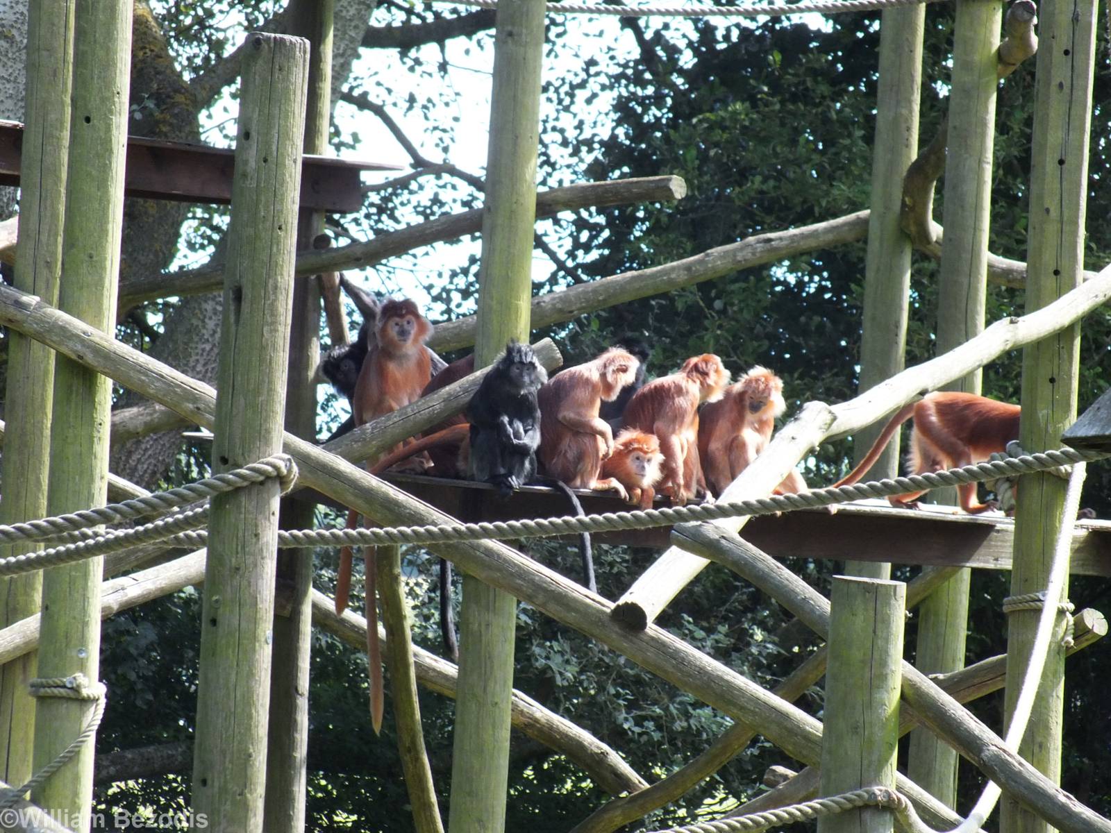 Javan Langurs