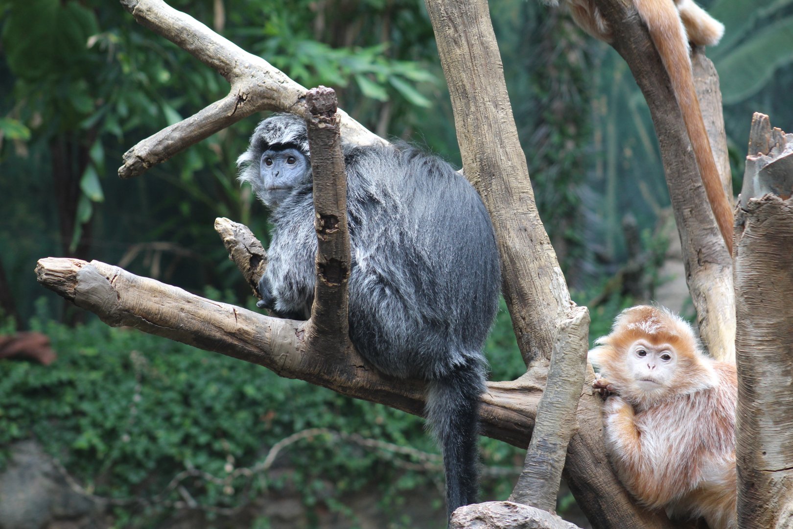 Javan Langurs