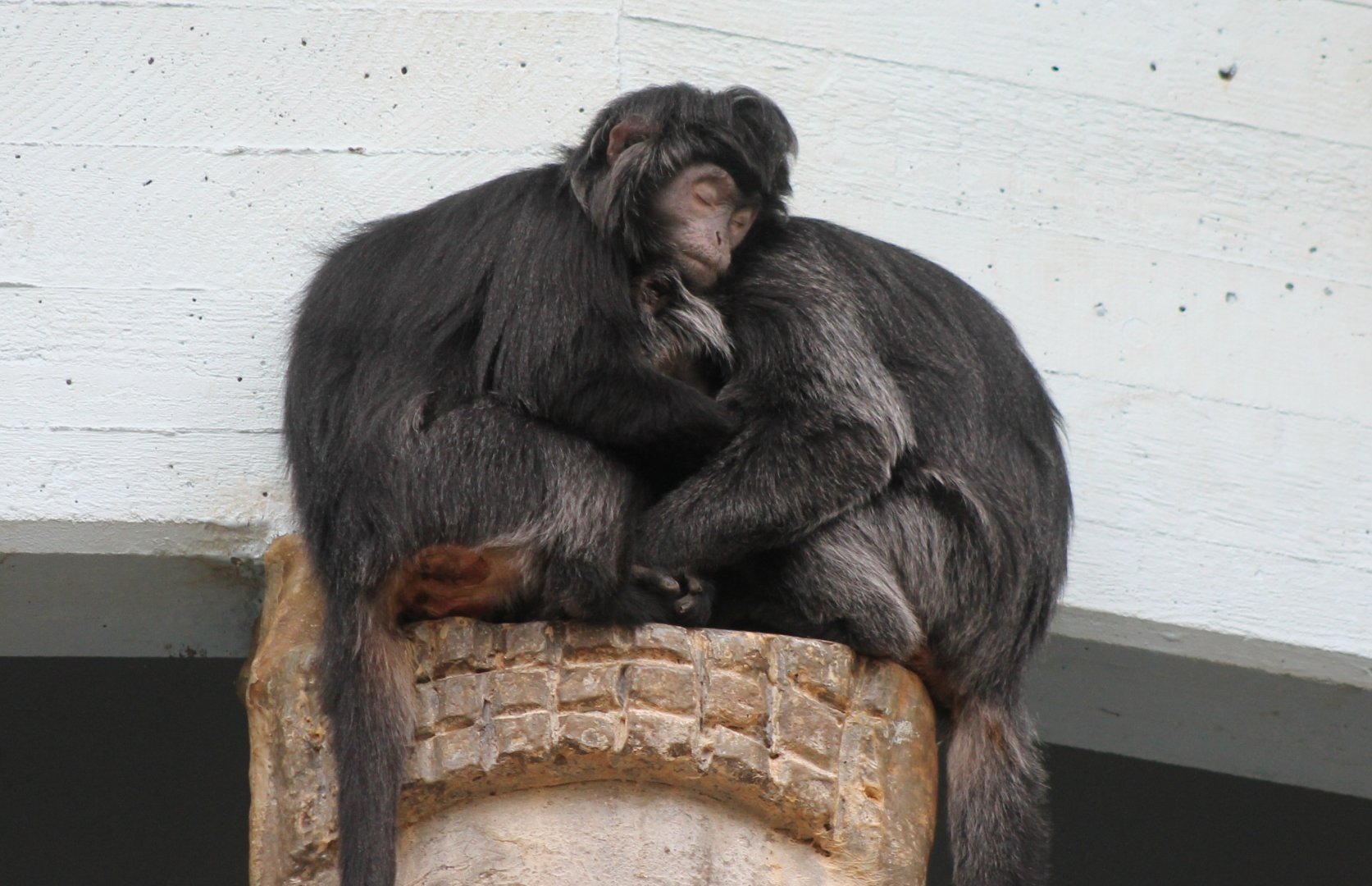 Javan langurs