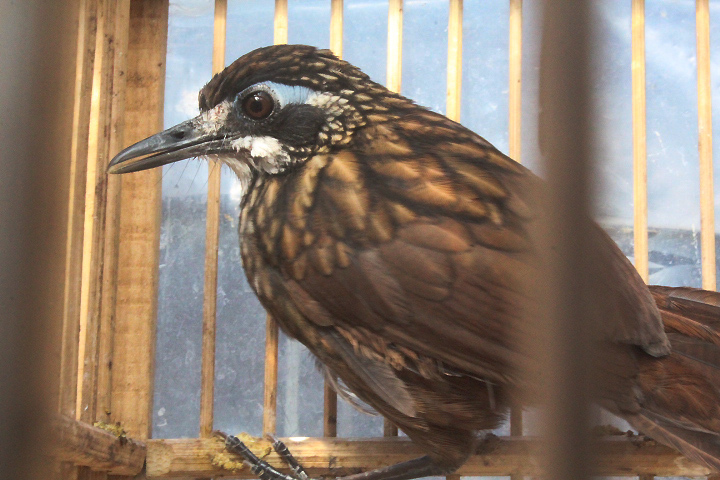 Javan large wren-babbler (Turdinus macrodactylus lepidopleura)