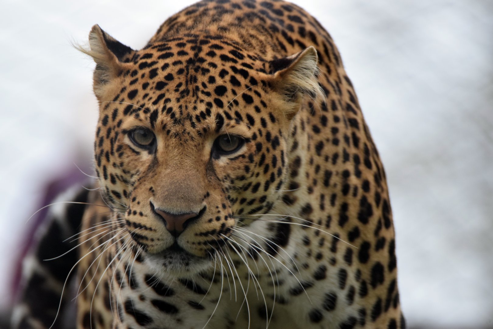 Javan leopard, 19.10.2019