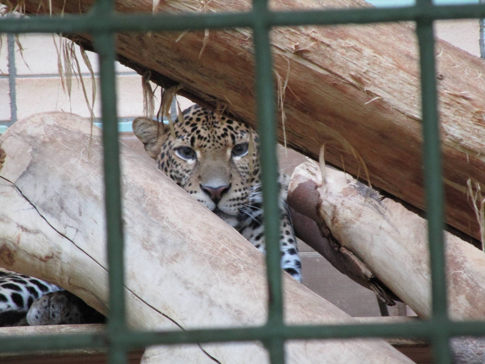 Javan Leopard - 6/7/15