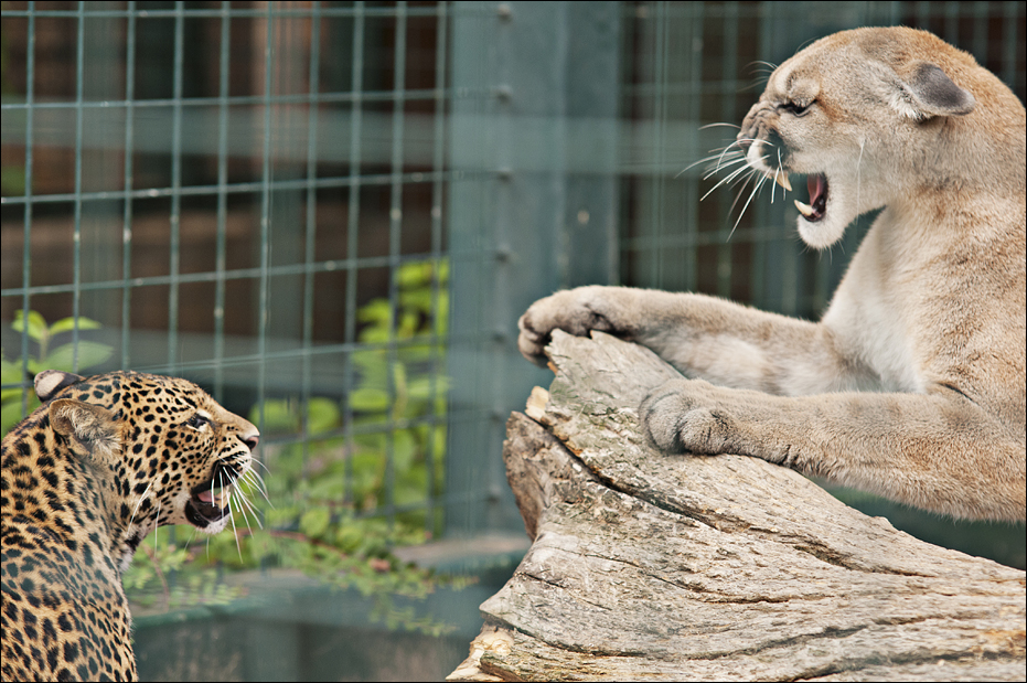 Javan Leopard and Missouri cougar at Berlin Tierpark