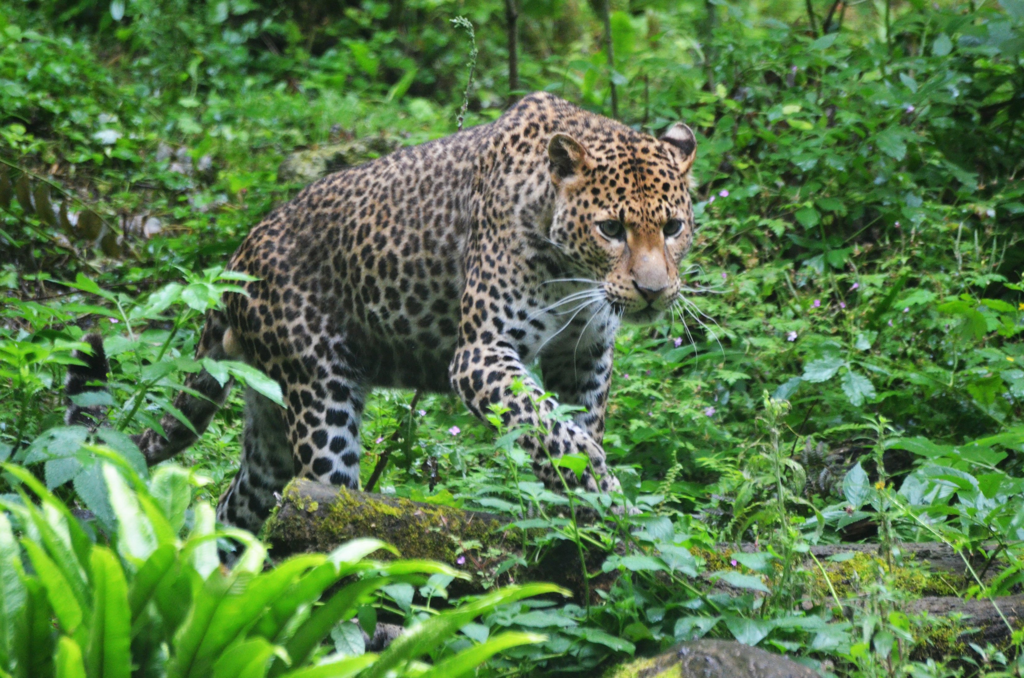 Javan Leopard at Doué-la-Fontaine, 15/06/18