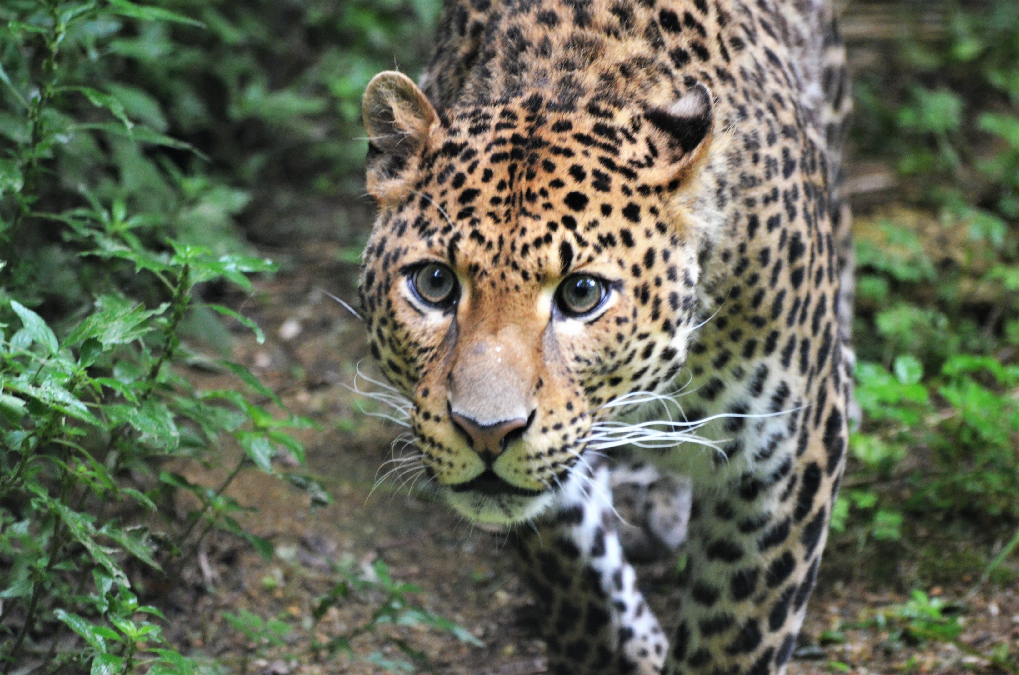 Javan Leopard at Doué-la-Fontaine, 15/06/18