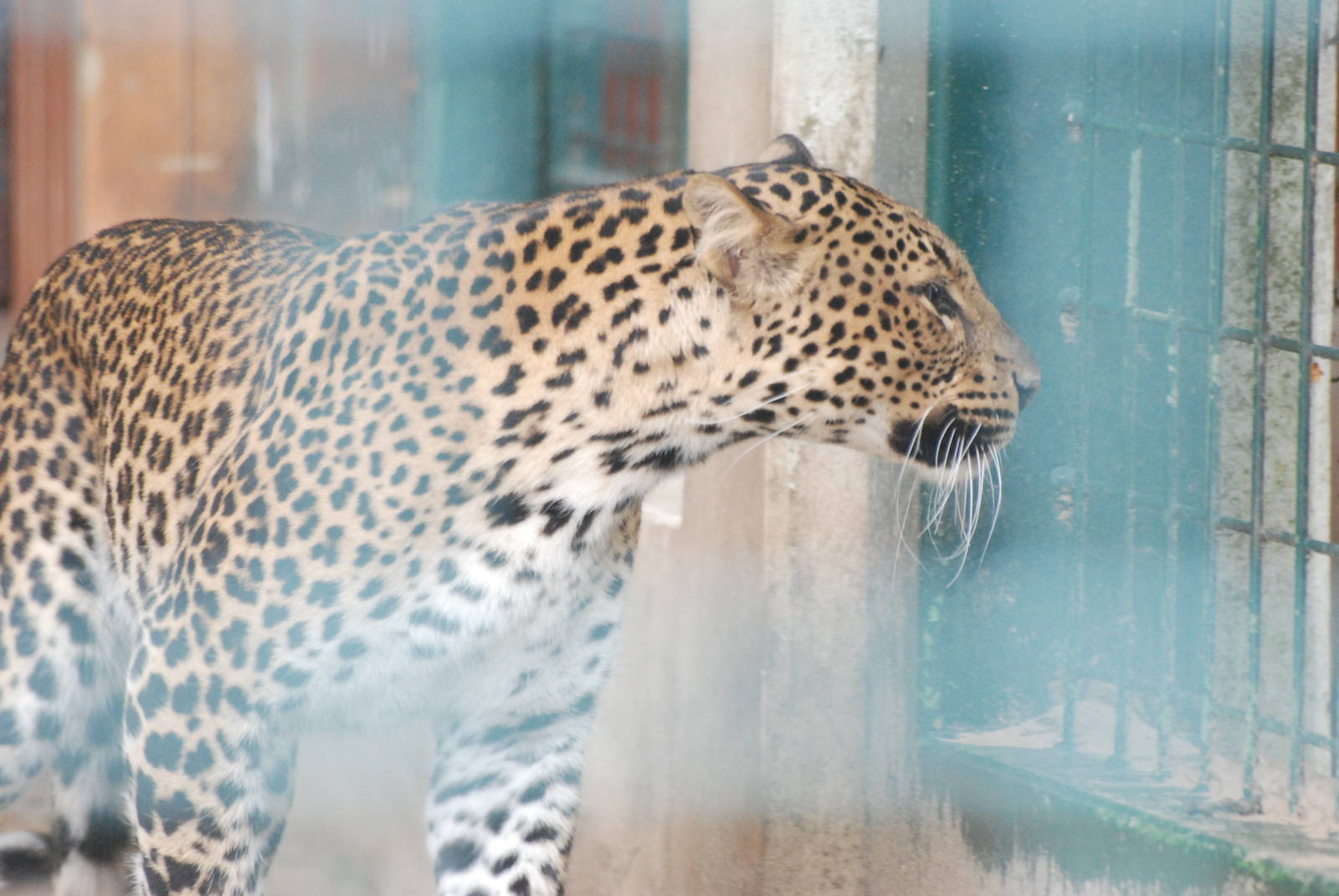 Javan Leopard at Tierpark Berlin, 30/08/11