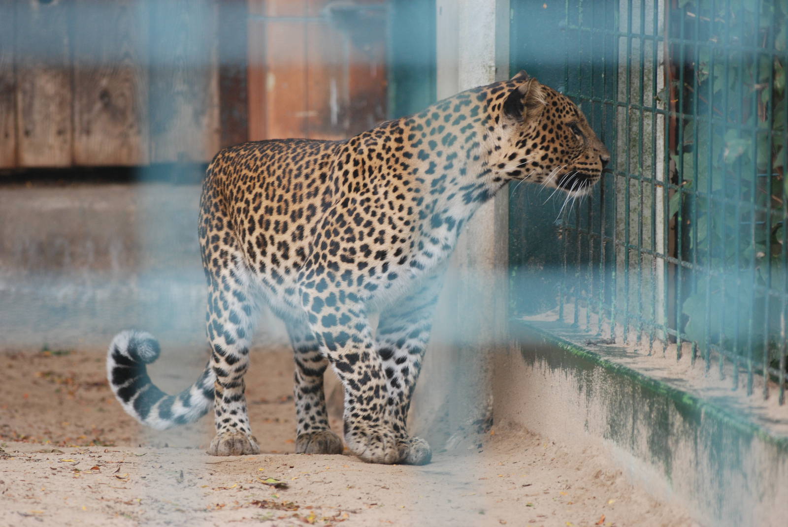 Javan Leopard at Tierpark Berlin, 30/08/11