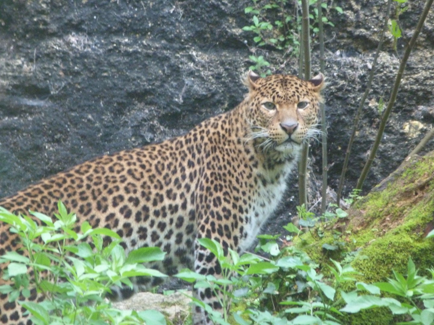 Javan leopard -Bioparc de Doué la Fontaine (2025)
