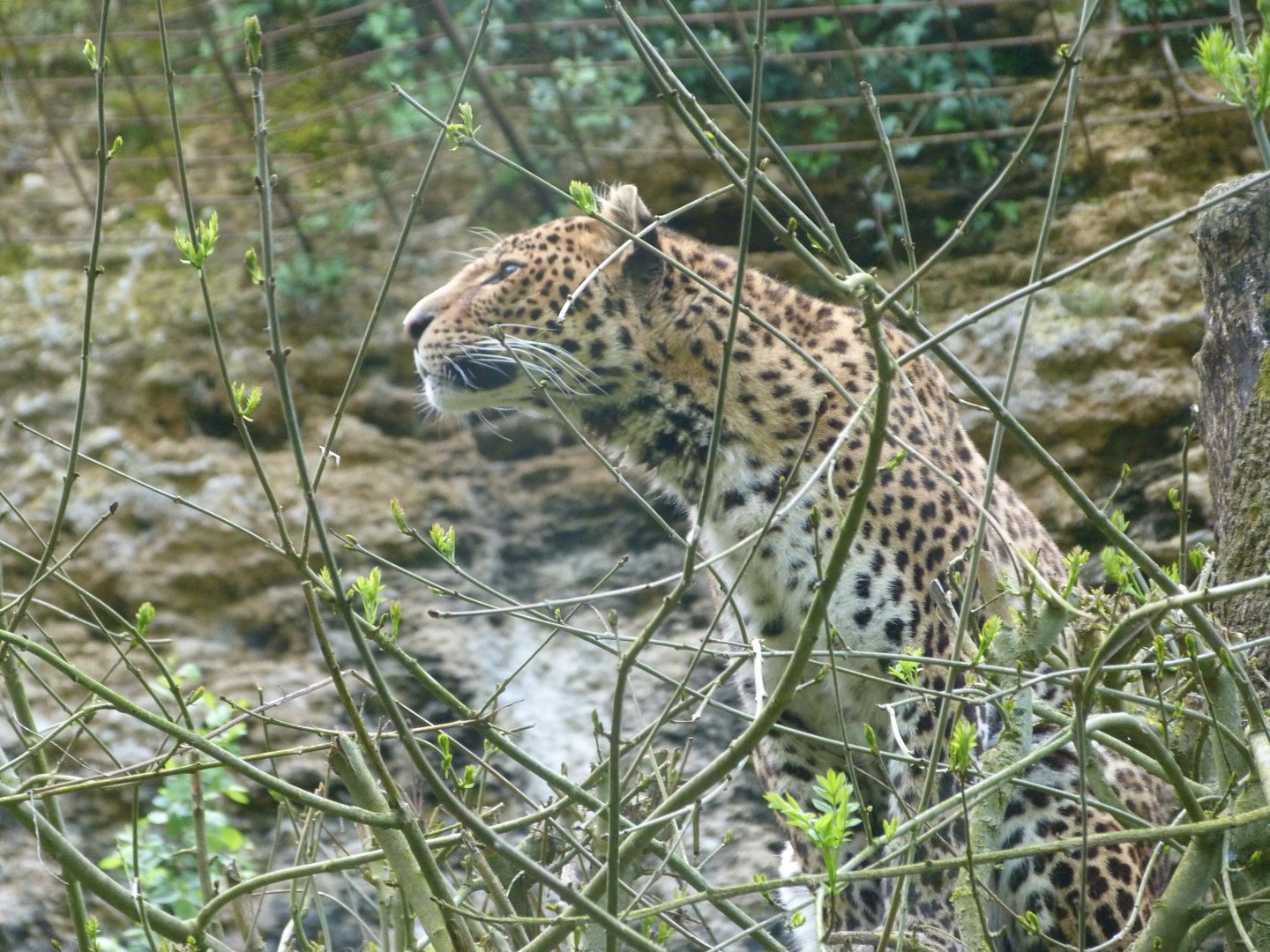 Javan leopard -Bioparc de Doué la Fontaine (2025)