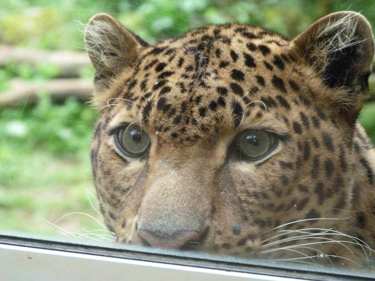 Javan leopard -Bioparc de Doué la Fontaine (2025)