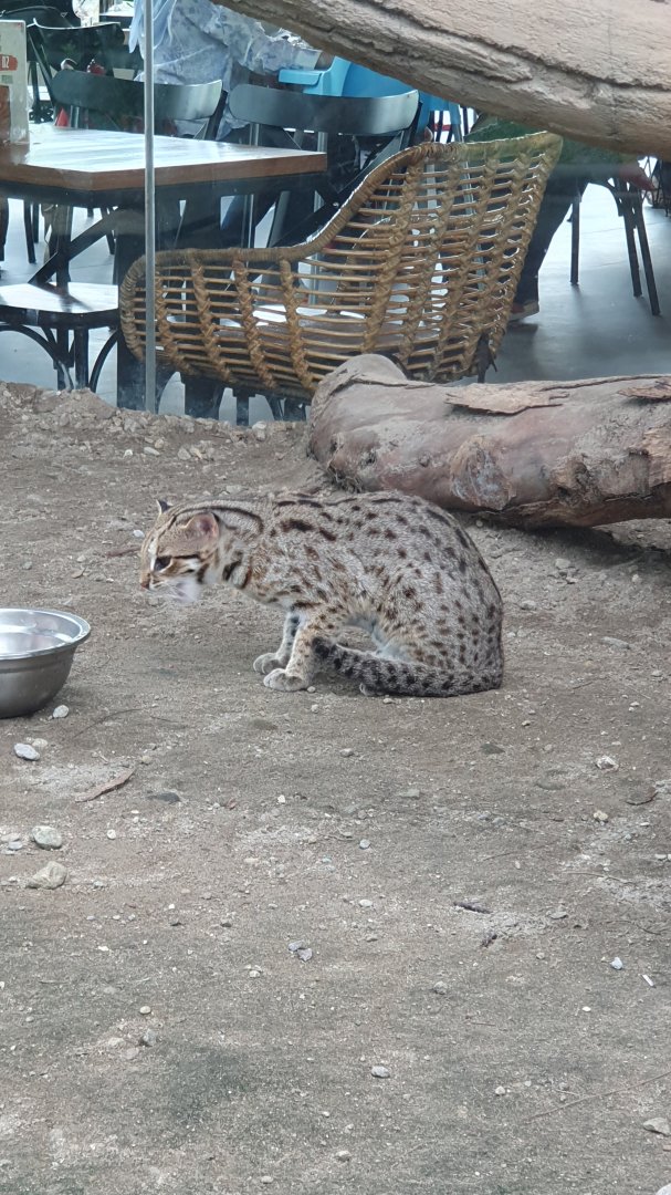 Javan Leopard Cat (Prionailurus javanensis) - Solo Safari
