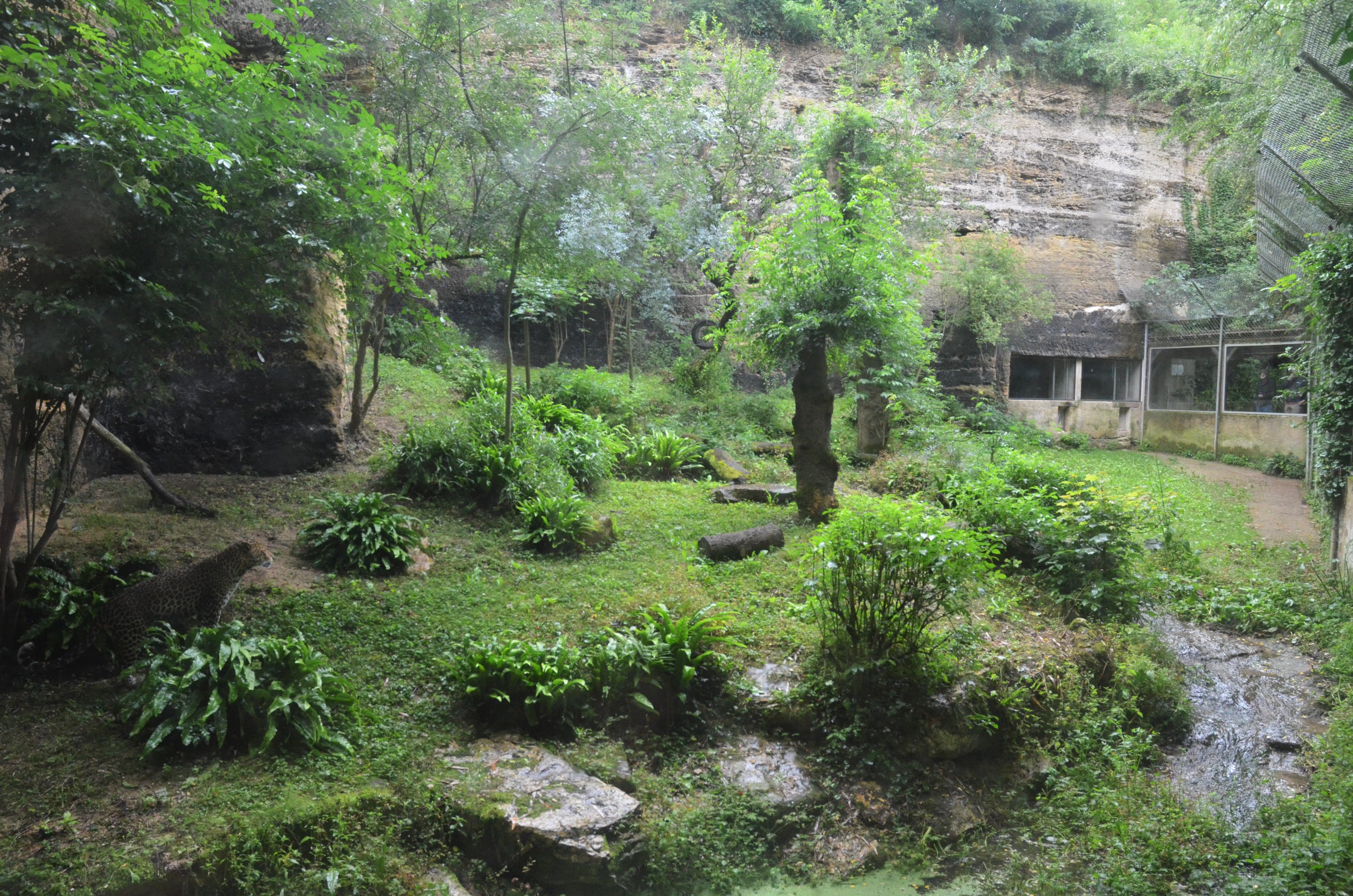 Javan Leopard Enclosure at Doué-la-Fontaine, 15/06/18