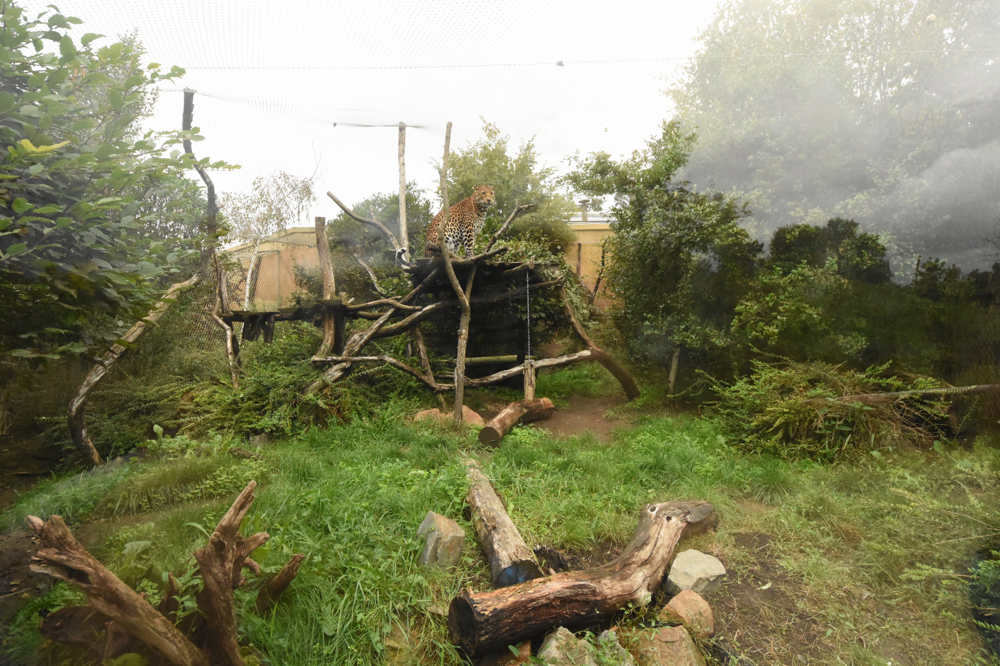 Javan leopard enclosure