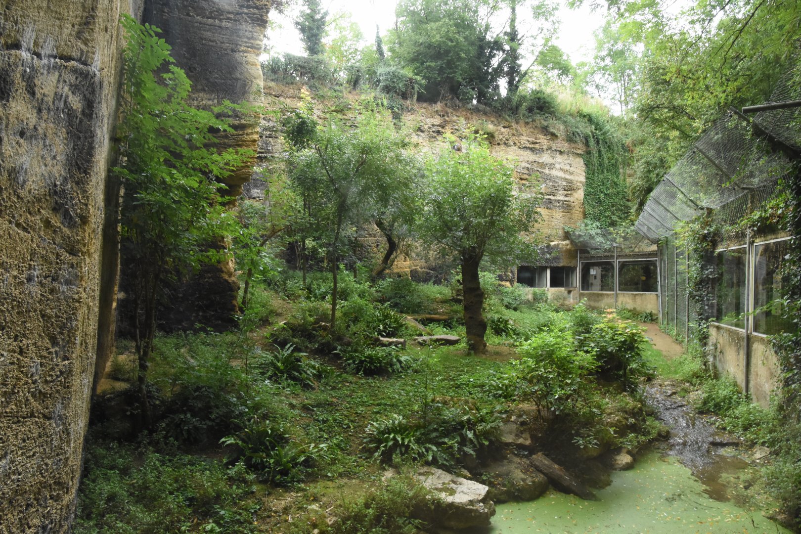 Javan Leopard enclosure