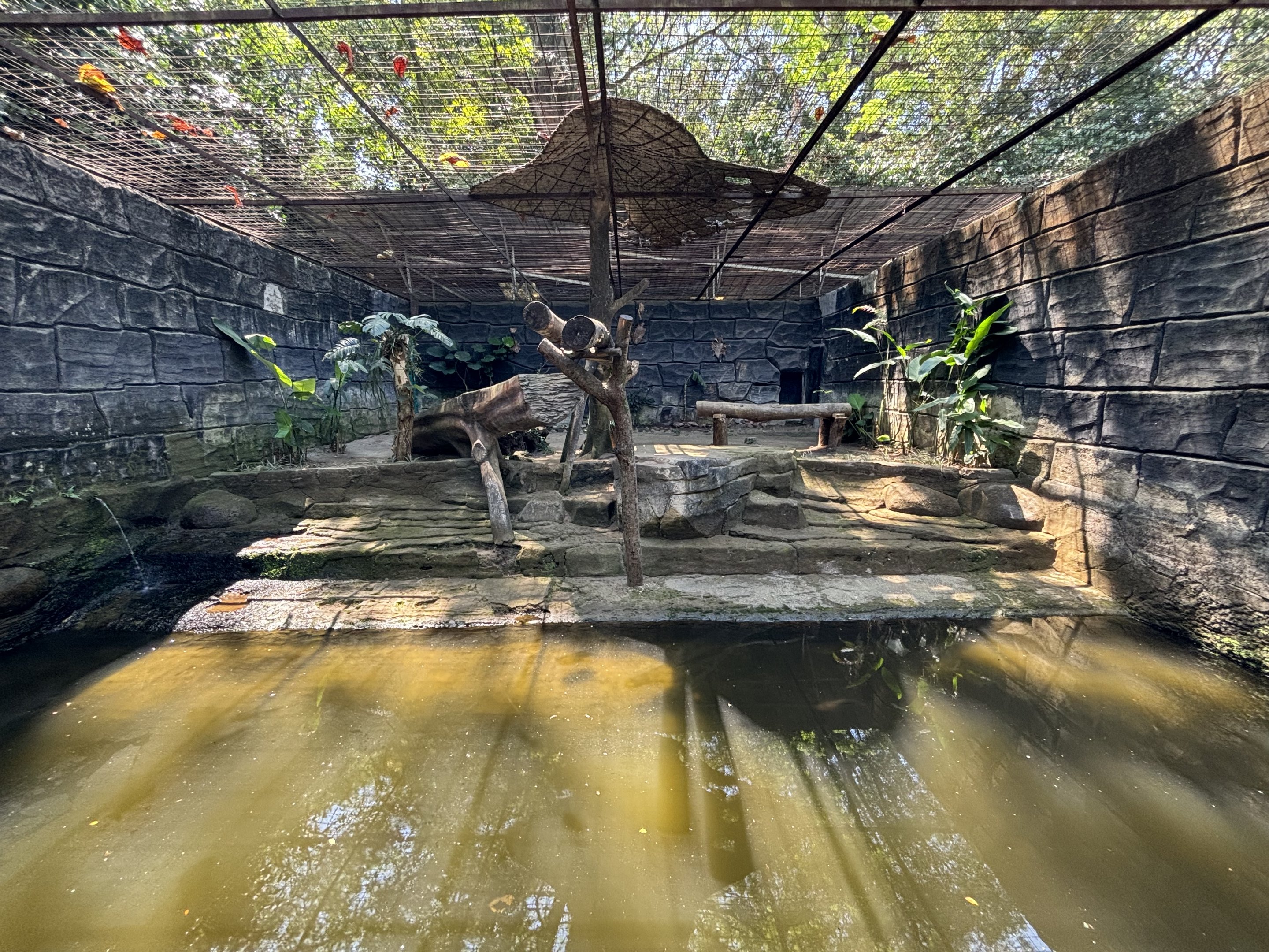 Javan Leopard Exhibit #1