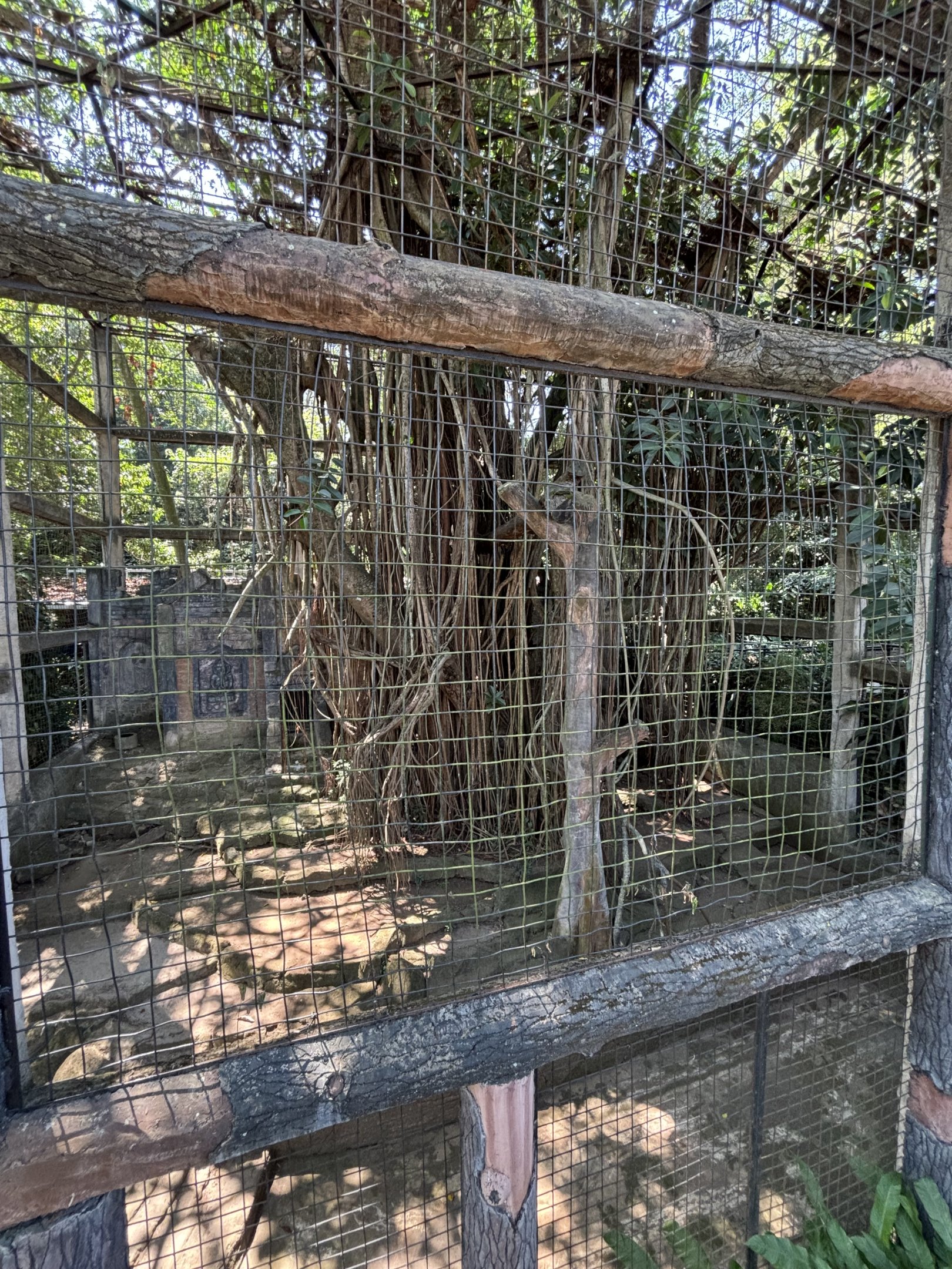 Javan Leopard Exhibit #2 - currently empty