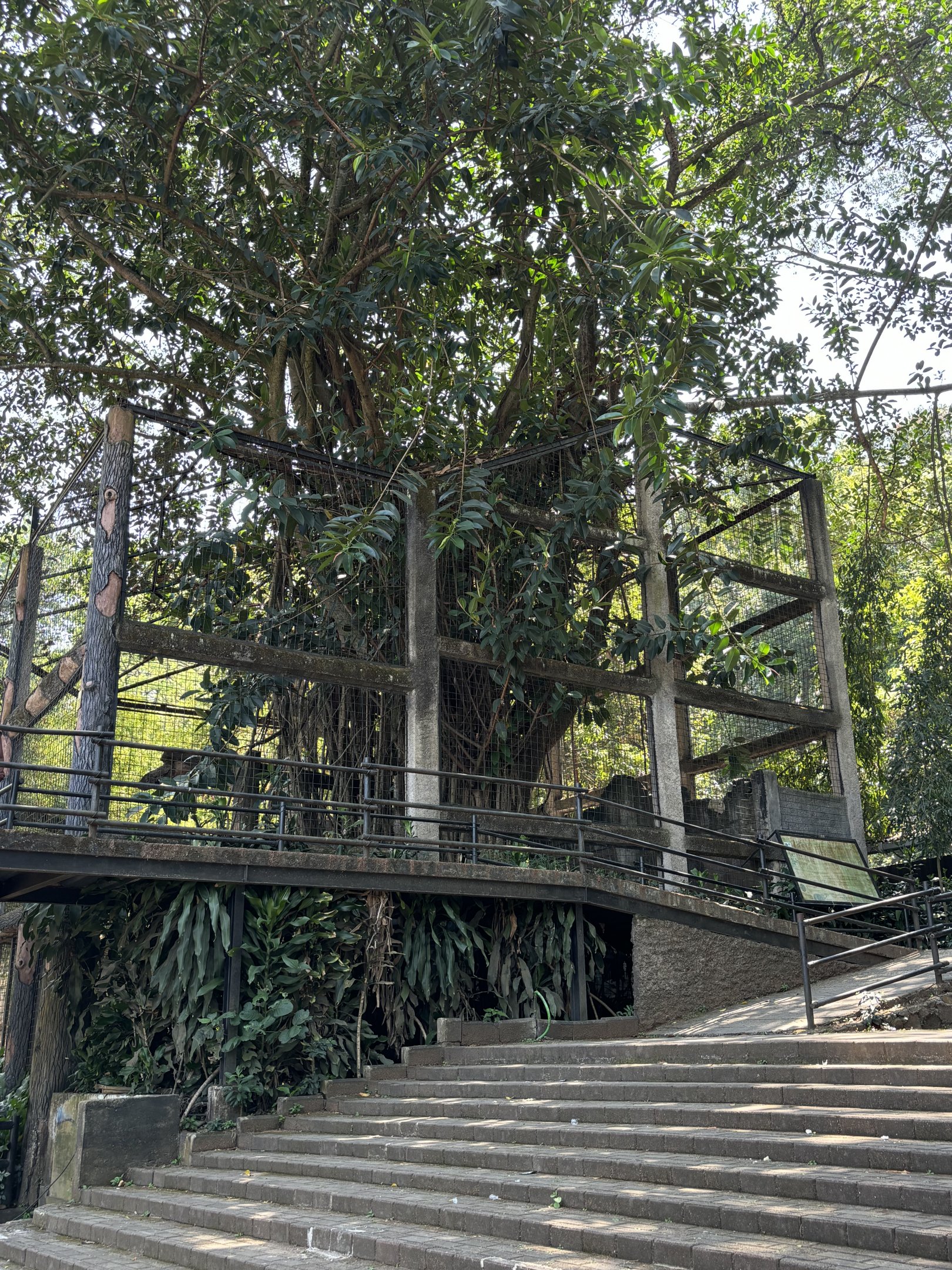 Javan Leopard Exhibit #2 - currently empty