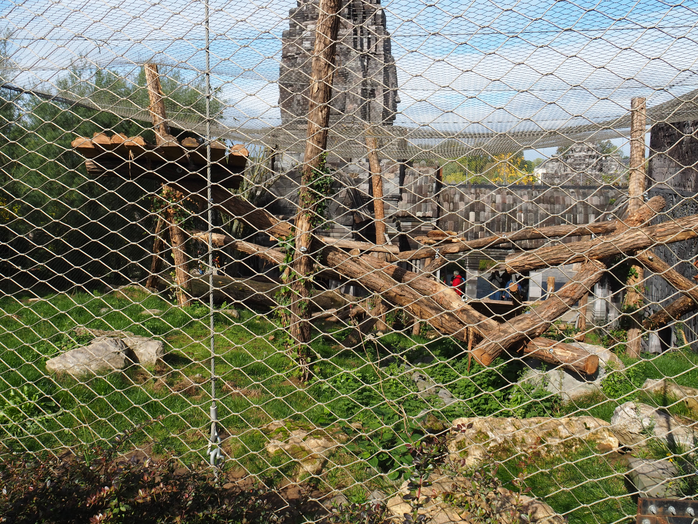 Javan leopard exhibit, 2019-10-04