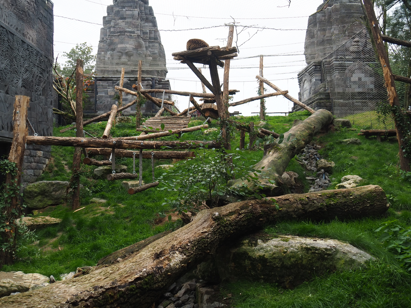 Javan leopard exhibit, 2019-10-04